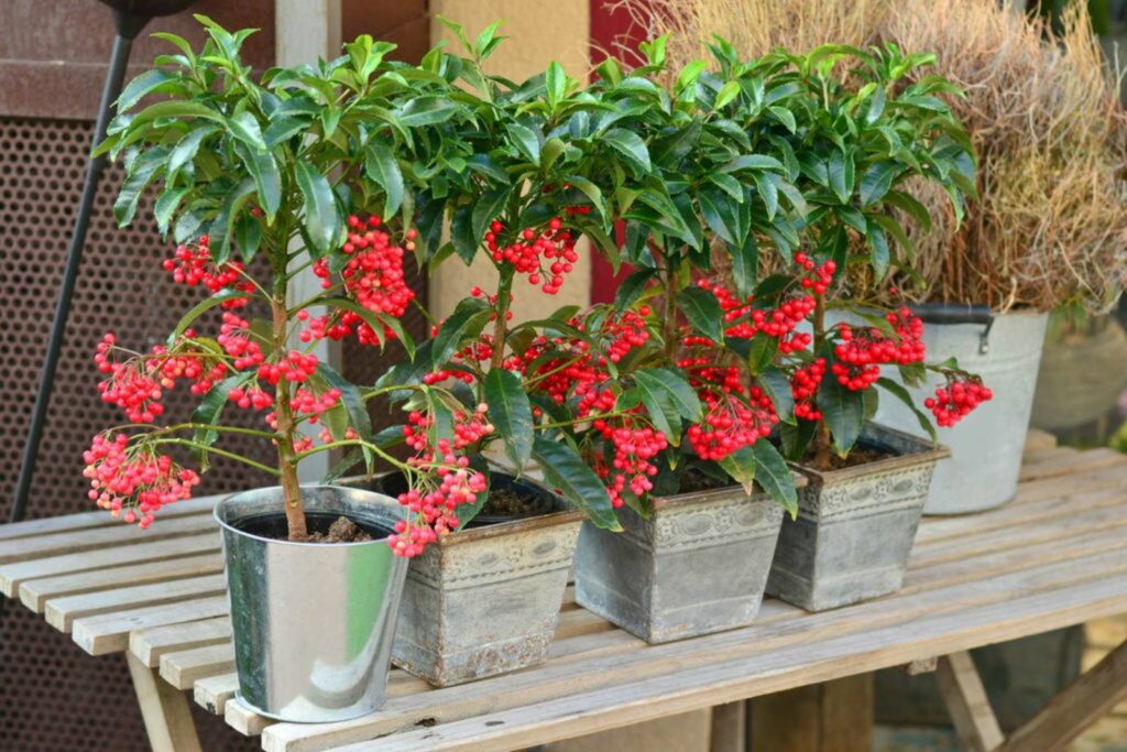 Holly growing in four pots with red berries and evergreen leaves
