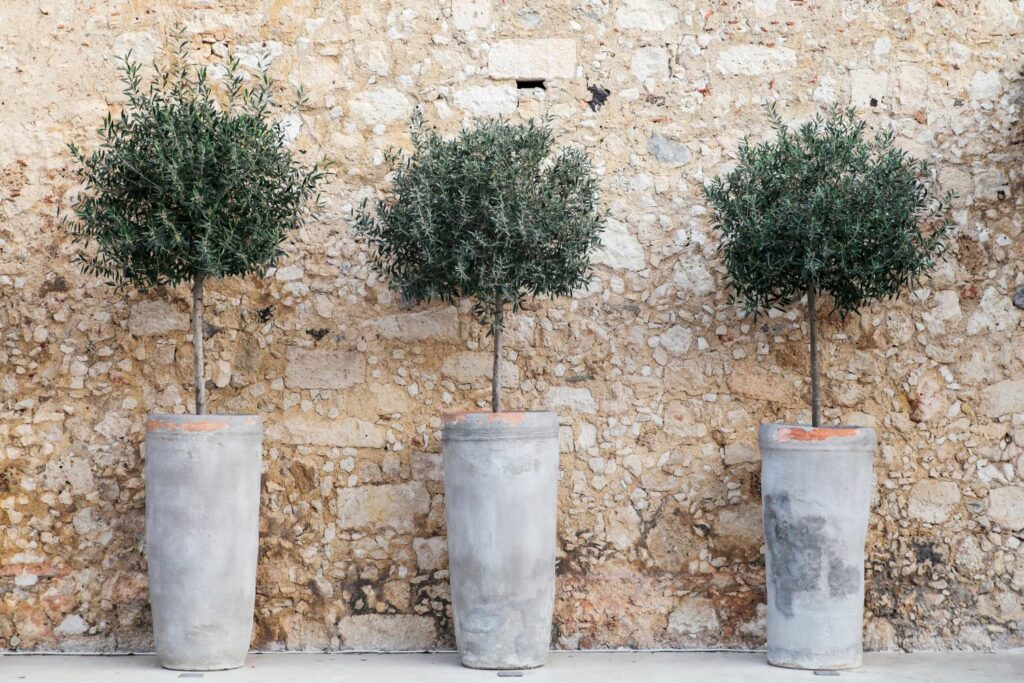 Three olive trees growing in pots outdoors