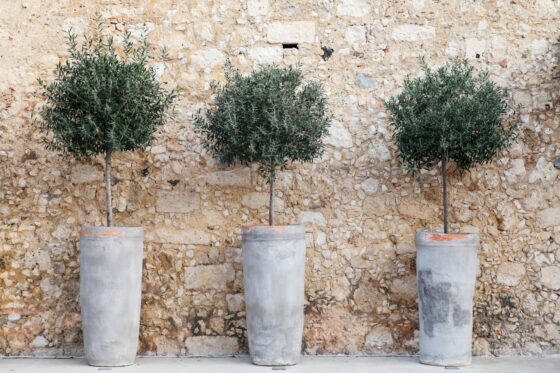 Olive trees in pots: planting, pruning & fertilising potted olive trees