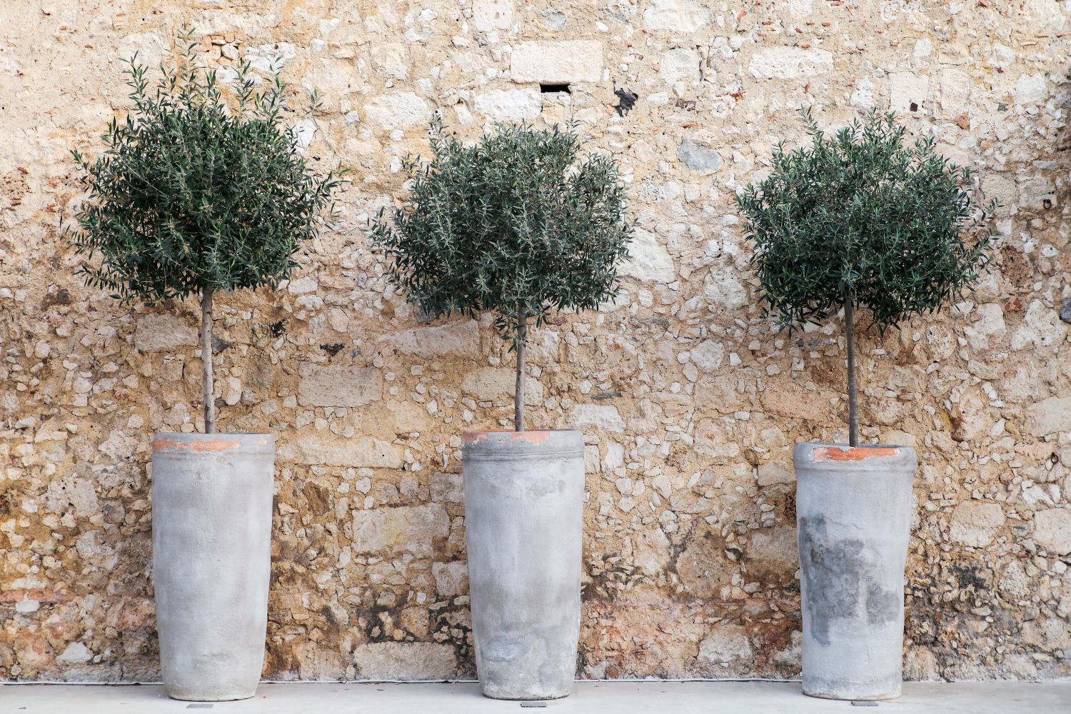 Økonomi Muligt bh Olive trees in pots: cultivation & care - Plantura