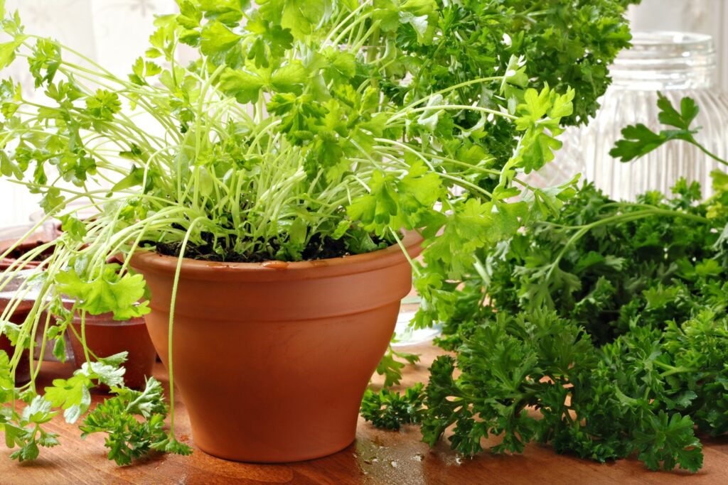 Parsley plant in a pot