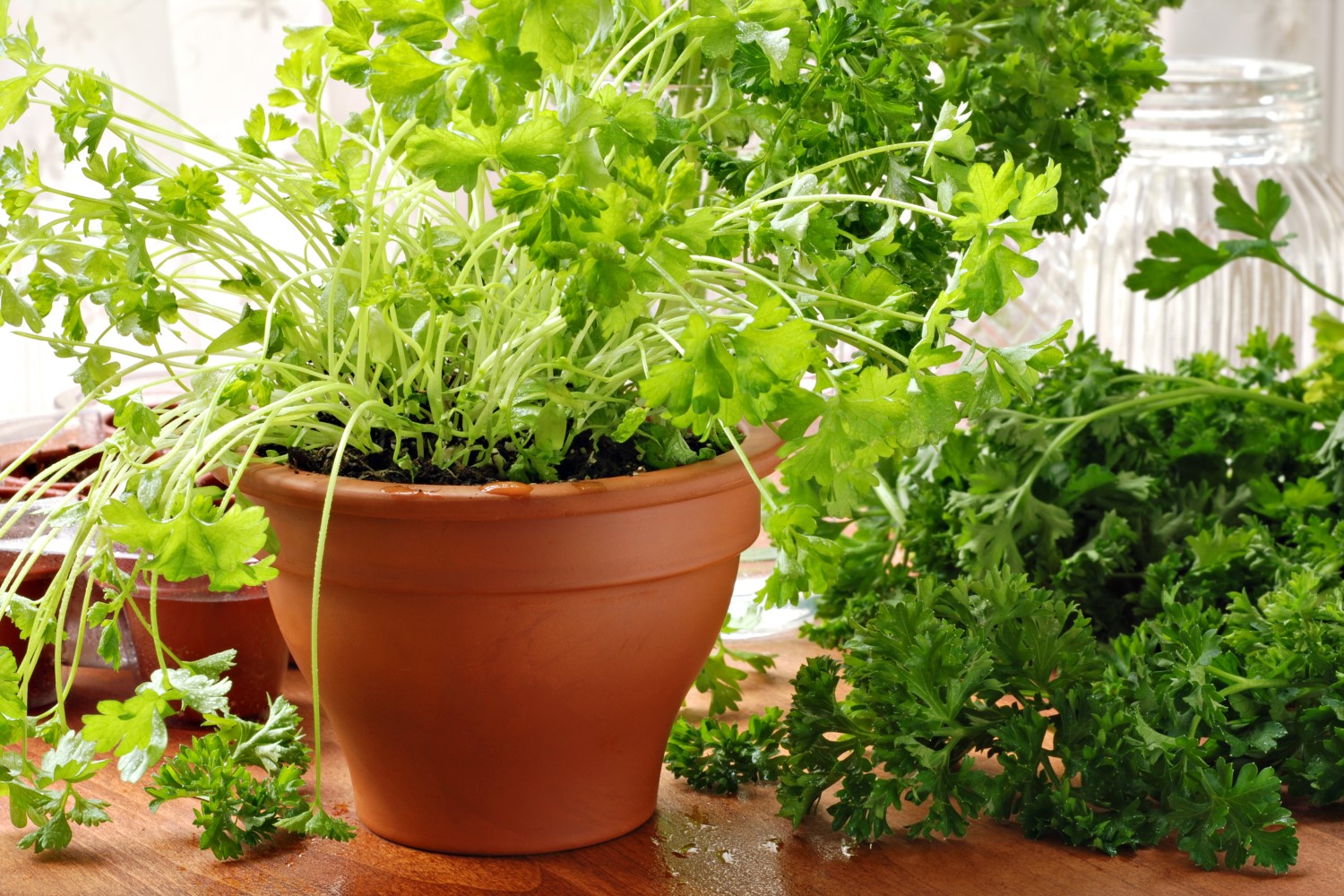 Growing parsley from sowing to harvesting Plantura