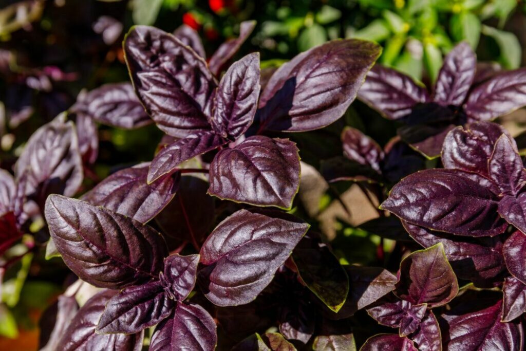 Dark purple basil leaves