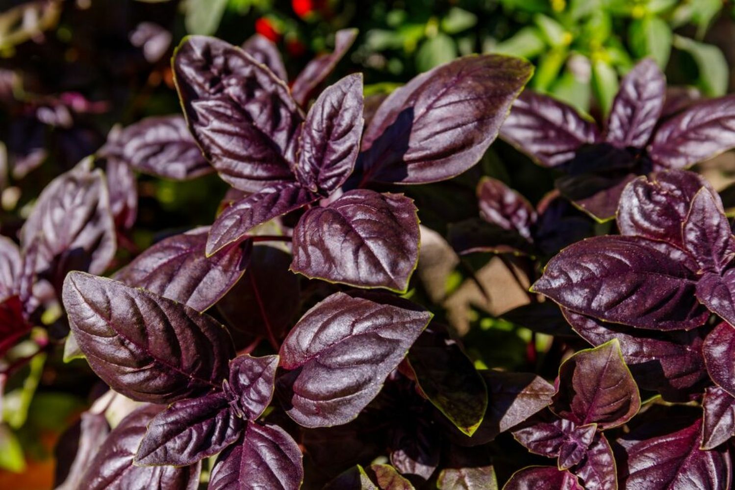 Ruffled Purple Leaf Basil