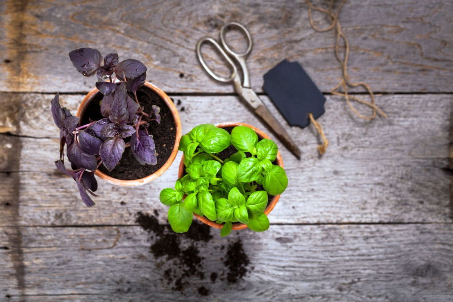 Purple basil cultivation, varieties & care Plantura