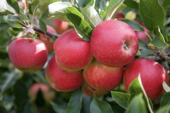 Red Moon apple: flavour & characteristics of the red apple variety