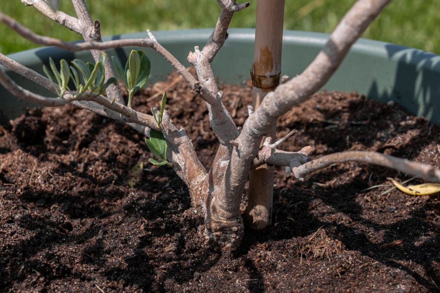 Olive trees in pots: cultivation & care - Plantura