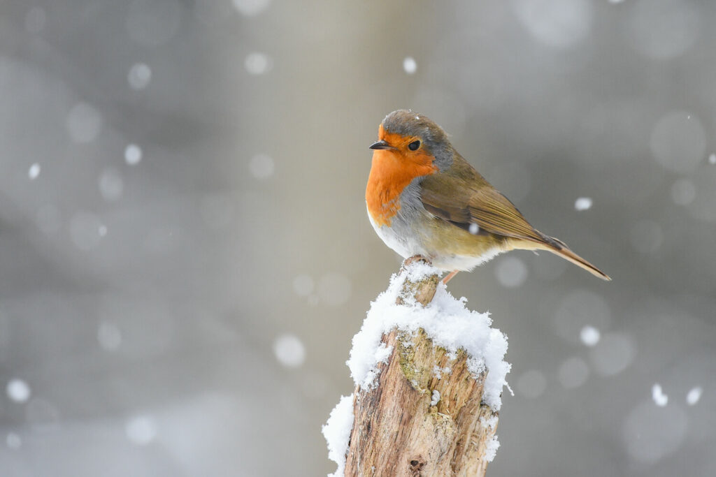 Robin perched on wooden stump in snow