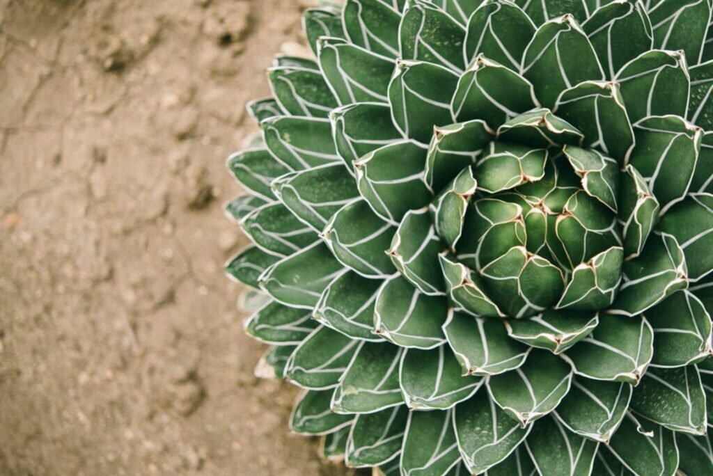 Top view of succulent royal agave