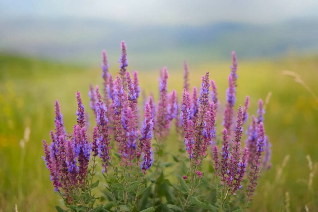 Purple salvia bushes flowering