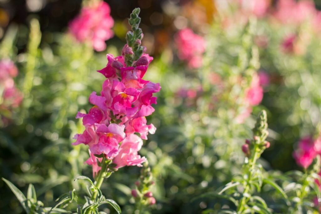Snapdragon in bloom with pink flower spike