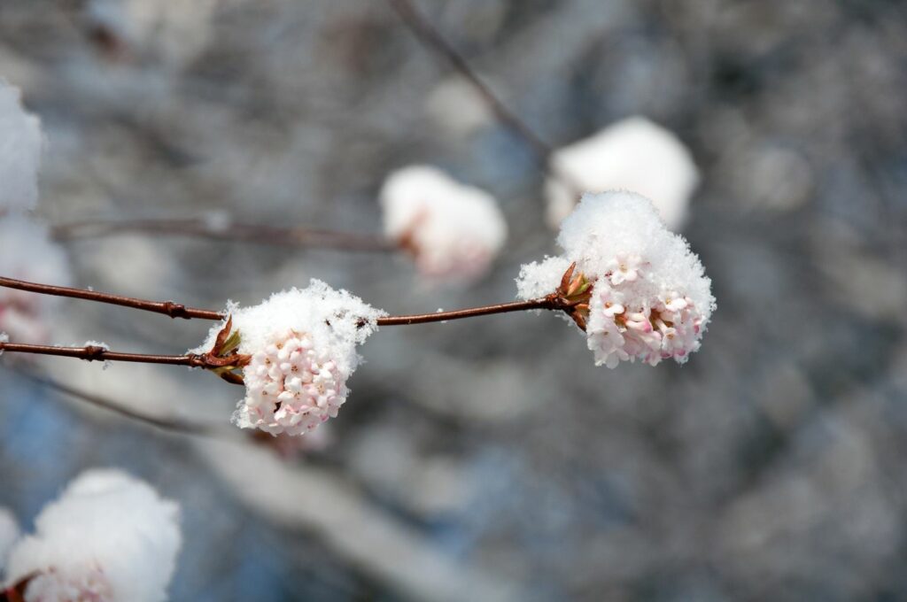Snow on Bodnant viburnum’s flowers
