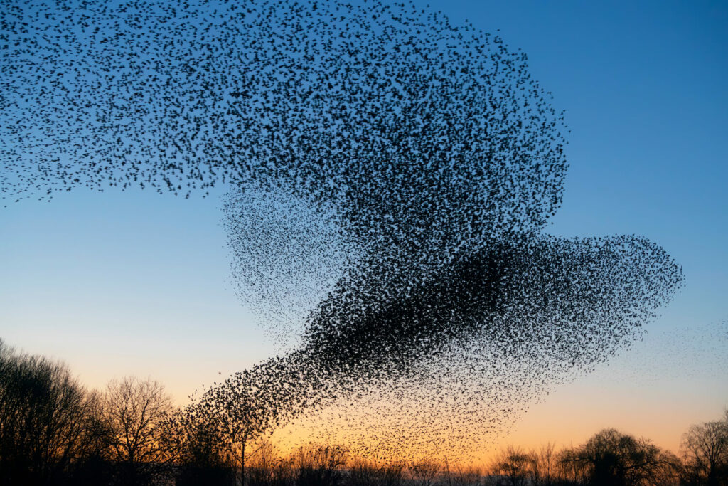 Thousands of starlings in flight formation