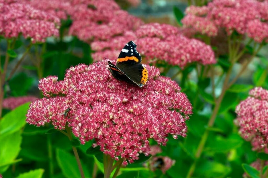 A red admiral butterfly on pink stonecrop flower