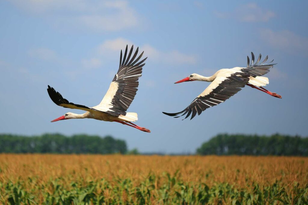 Two storks flying over field