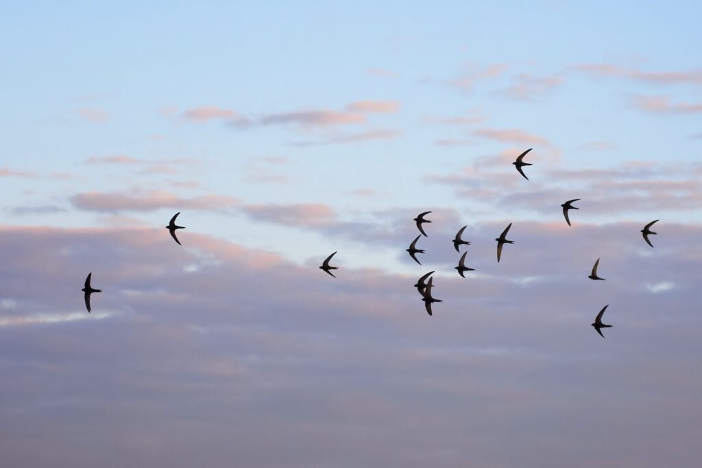 Group of flying swift birds