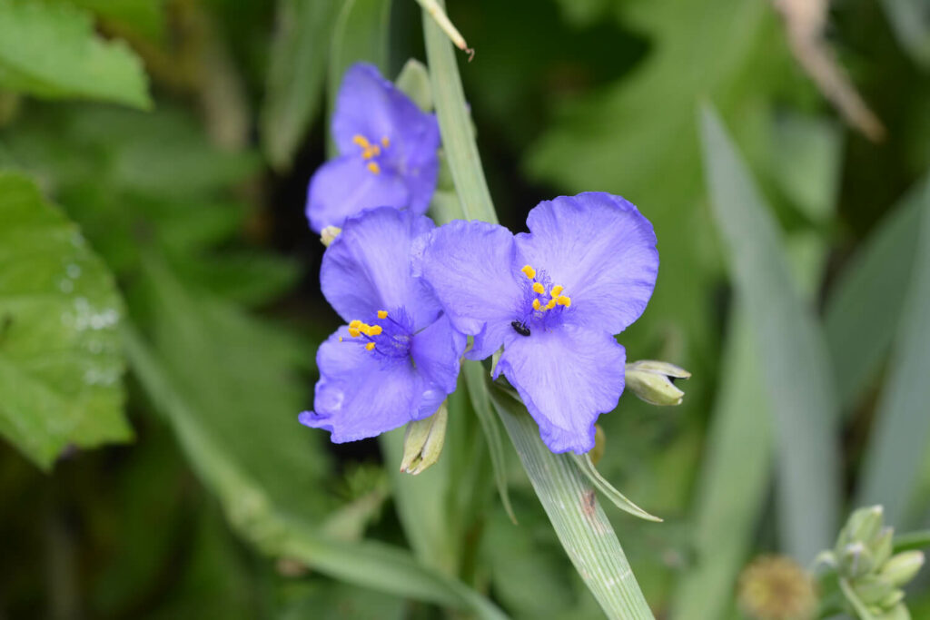 Tradescantia flower