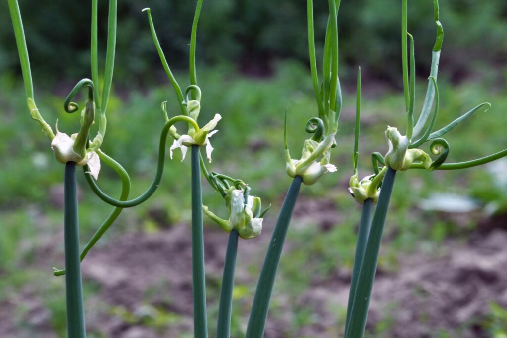 Tree onions growing in cold weather