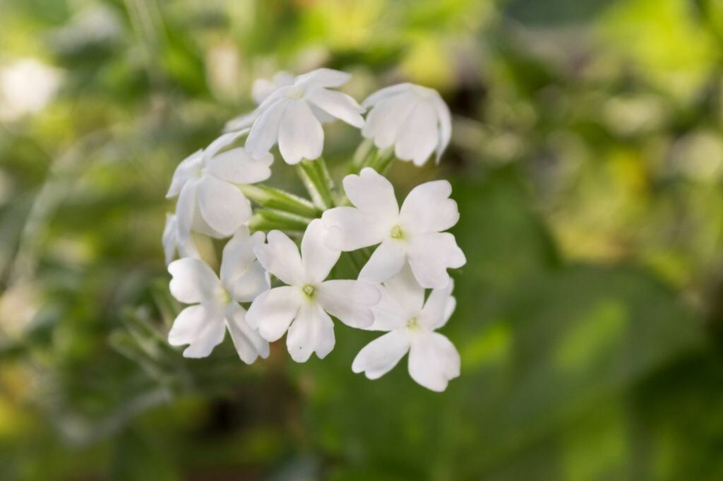 White verbena flowers