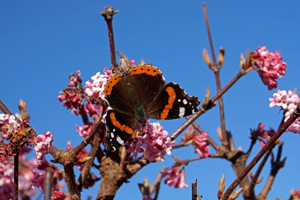 Butterfly on the Bodnant viburnum