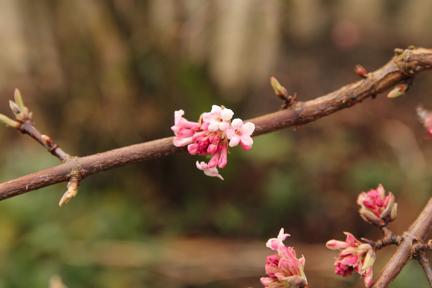 Viburnum x bodnantense cultivation & care Plantura