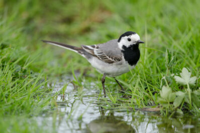 White wagtail: the bird profiles