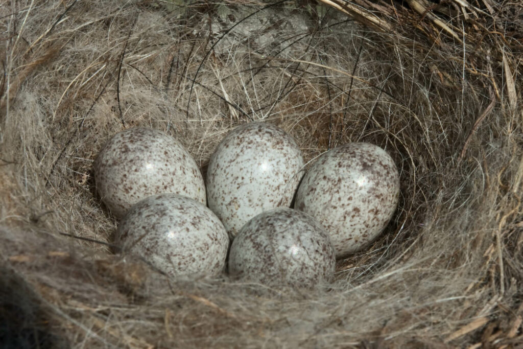 White wagtail eggs with brown spots in nest