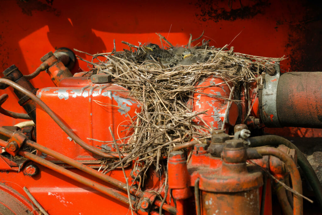 White wagtail nest with babies on tractor