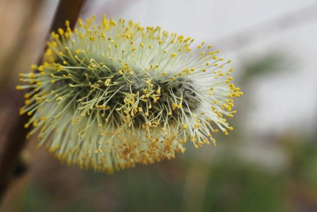 Willow catkin with yellow pollen