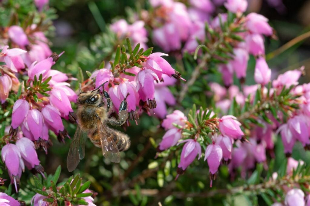 Bee on flowering winter heath