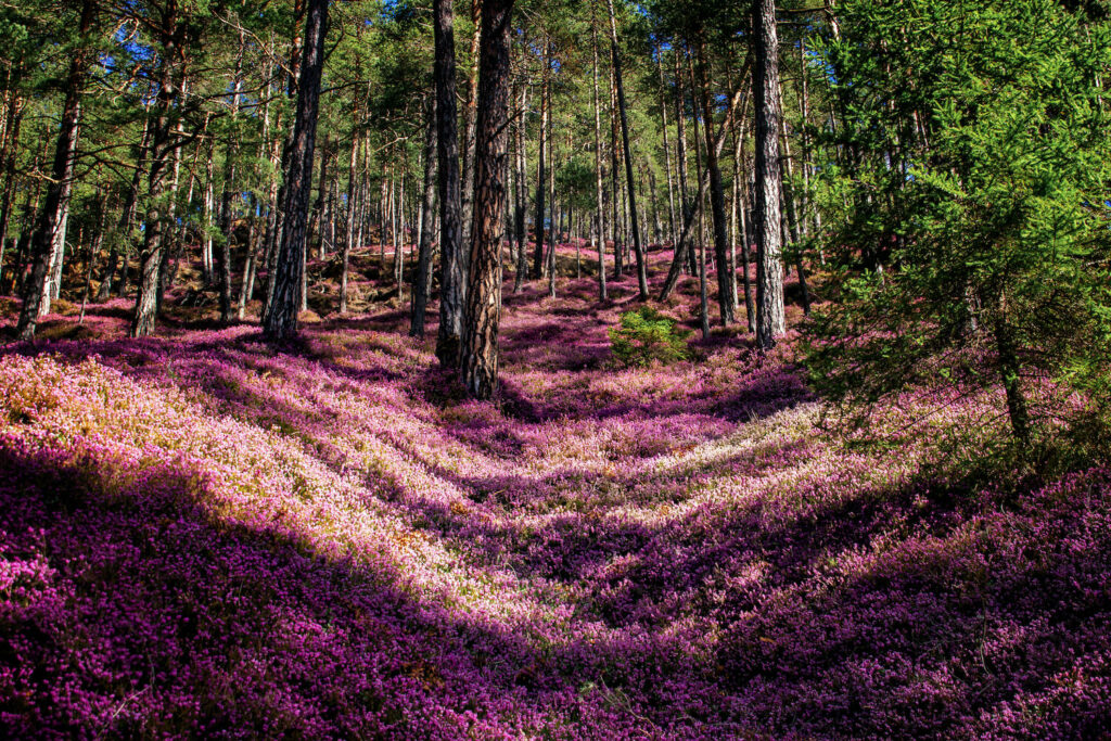 Winter heath covering forest floor