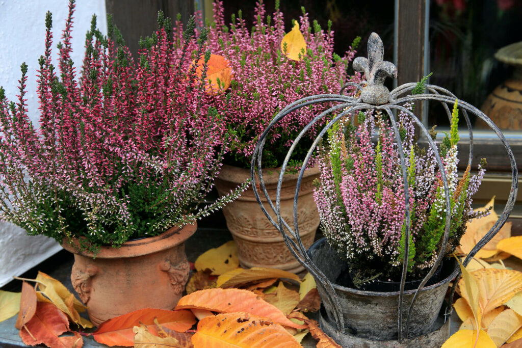 Winter flowering heathers in pots on a balcony