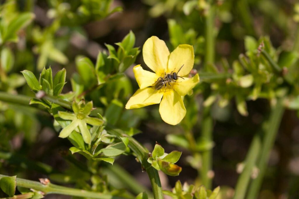 Insect feeding on yellow winter jasmine flower