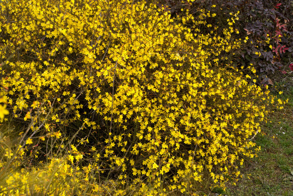 A flowering yellow winter jasmine  plant