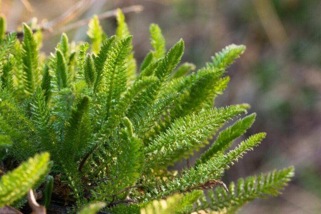 Delicate feathered yarrow leaves