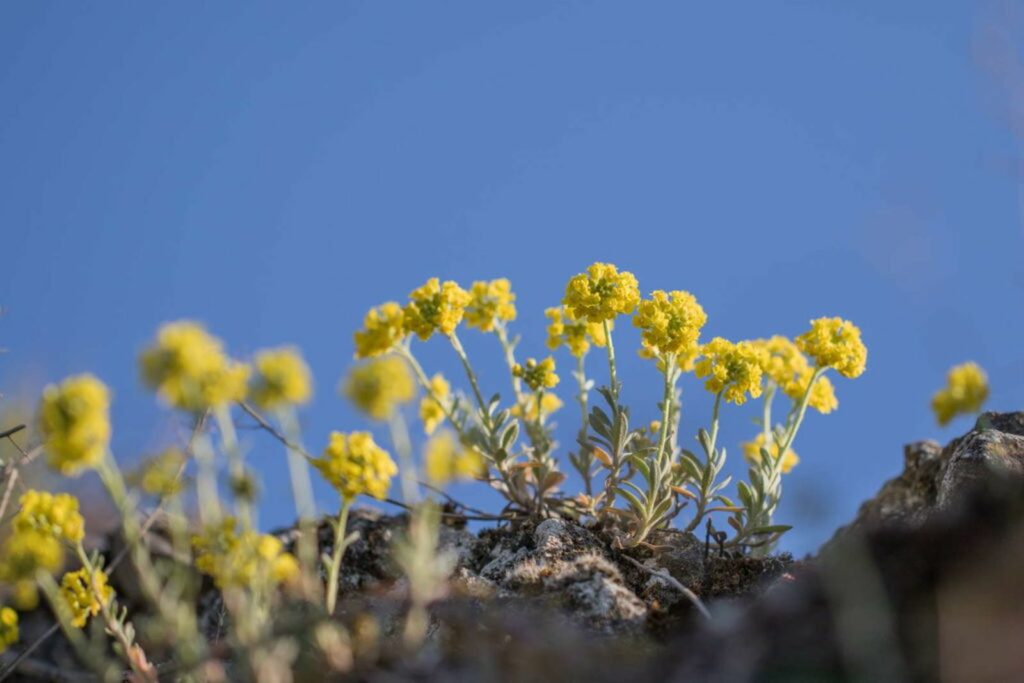 Yellow flowering alyssum growing on a rock face