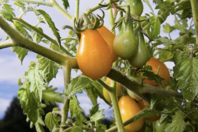 Yellow Submarine tomato: cultivation & care