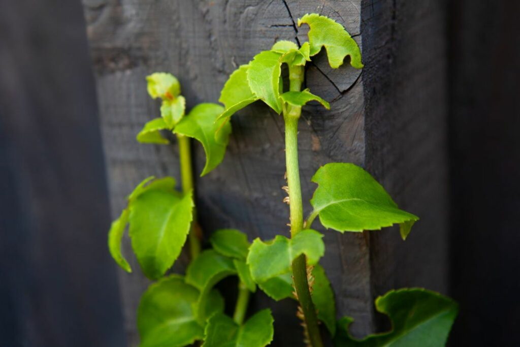Young climbing hydrangea on a wooden post