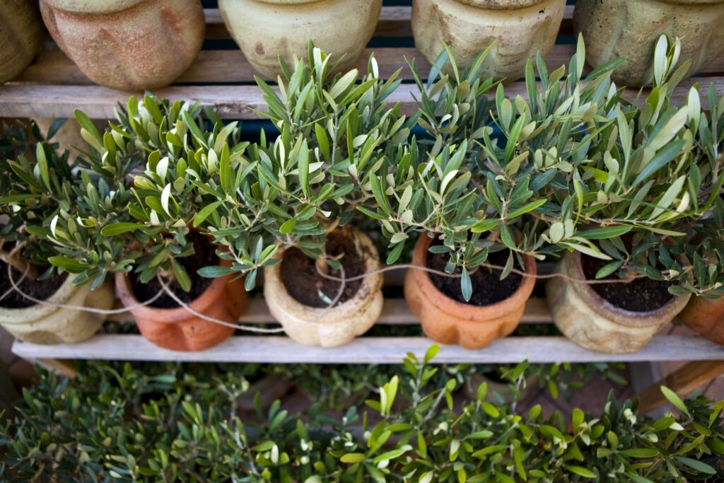 Young olive trees growing in pots