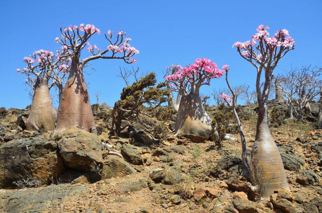 Desert Roses Growing And Caring For Adenium Plantura 