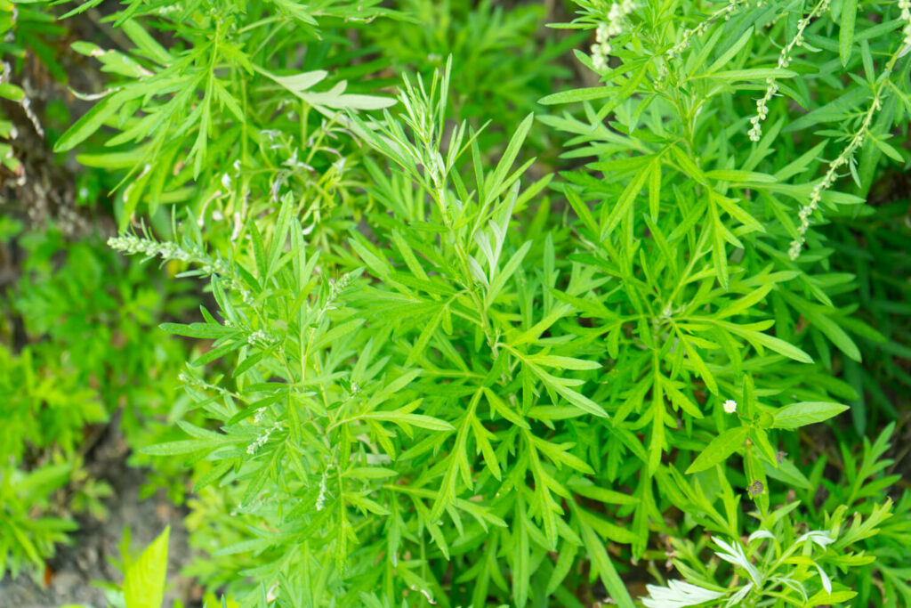 Bright green sweet wormwood herb with thin leaves