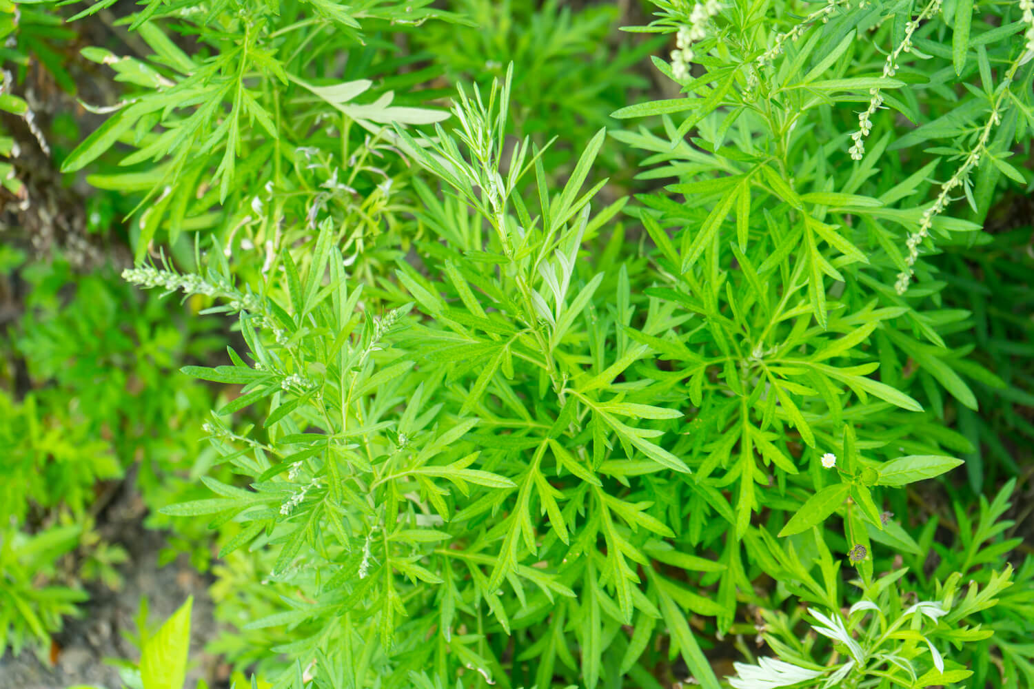 Artemisia annua how to grow sweet wormwood   Plantura