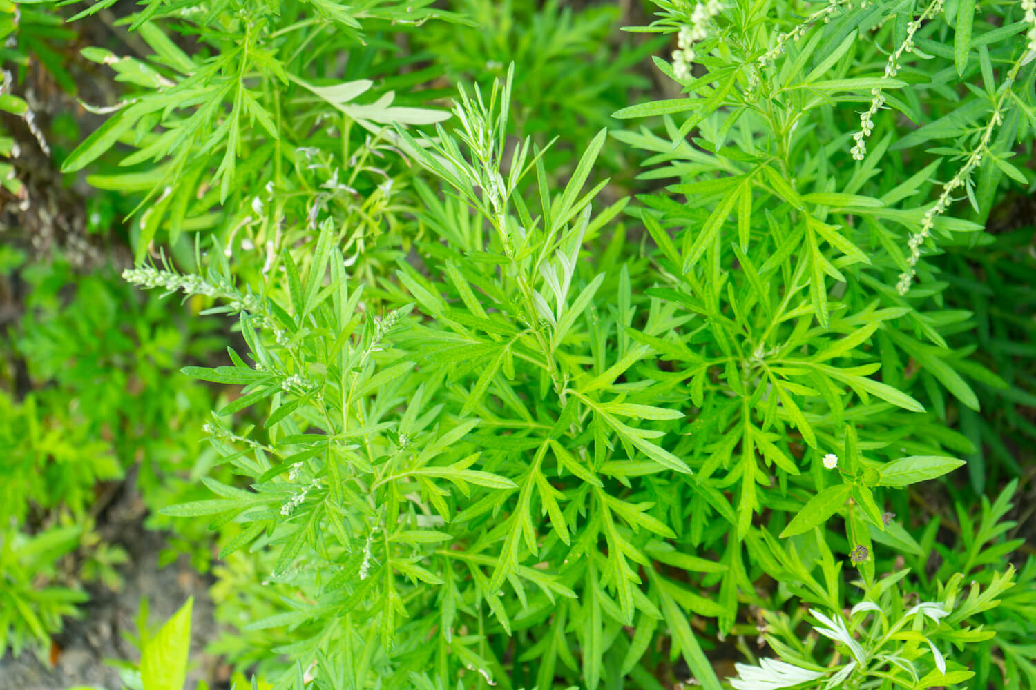 What are the Uses and Health Benefits of Sweet Annie (Artemisia Annua)?