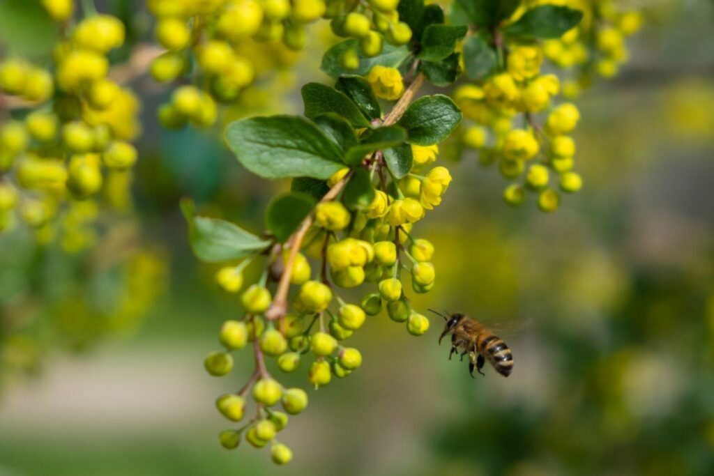 Bee at yellow barberry shrub