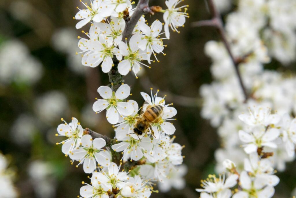 Bee feeding on hawthorn blossom
