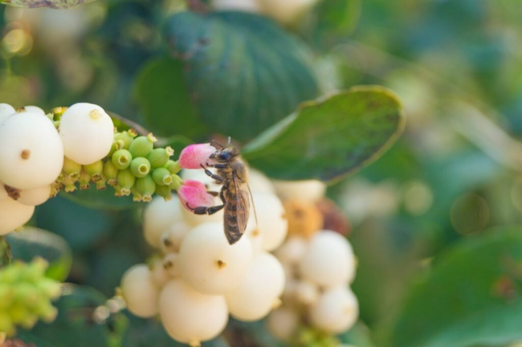 Bee on snowberry collecting nectar