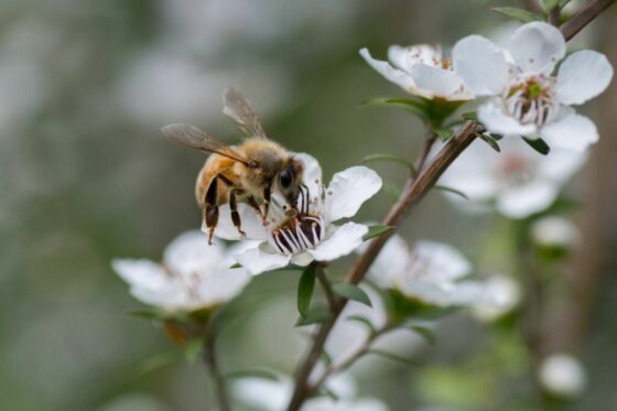 Shrubs for bees: the best pollinator-friendly shrubs
