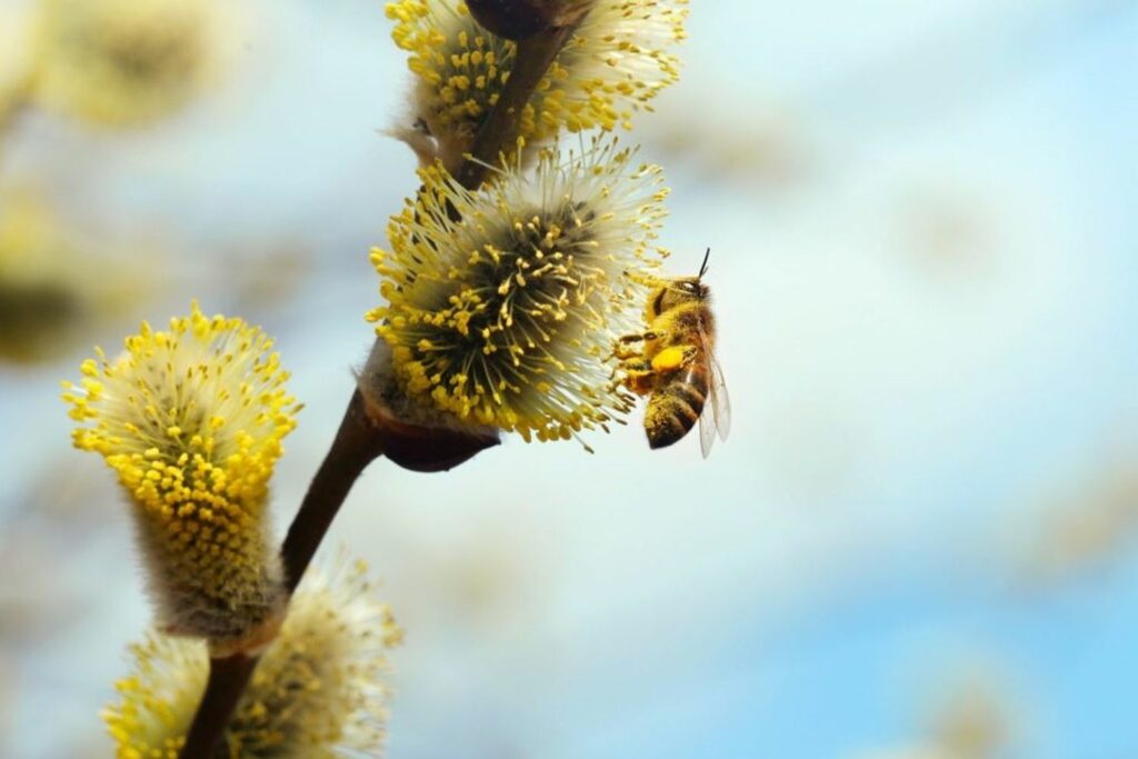 Bee on willow catkin collecting pollen