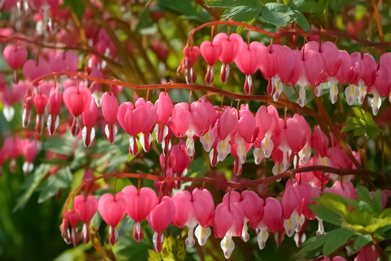 yellow bleeding heart flower