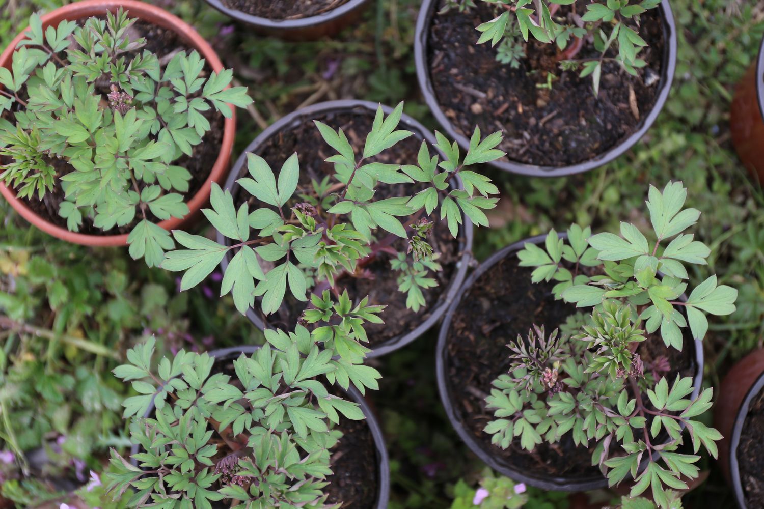 Bleeding heart: varieties, planting & care tips - Plantura